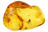 Fossil Fungus Gnat In Baltic Amber #84568-1